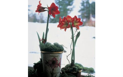 amaryllis