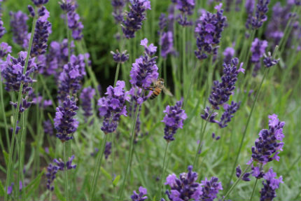 lavendel