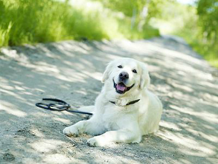 hund Så hjälper du hundar i värmen