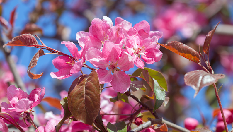 Purpurapeln blommar härligt på våren och får på hösten röda bär som uppskattas av fåglar. Ett fint prydnadsträd.