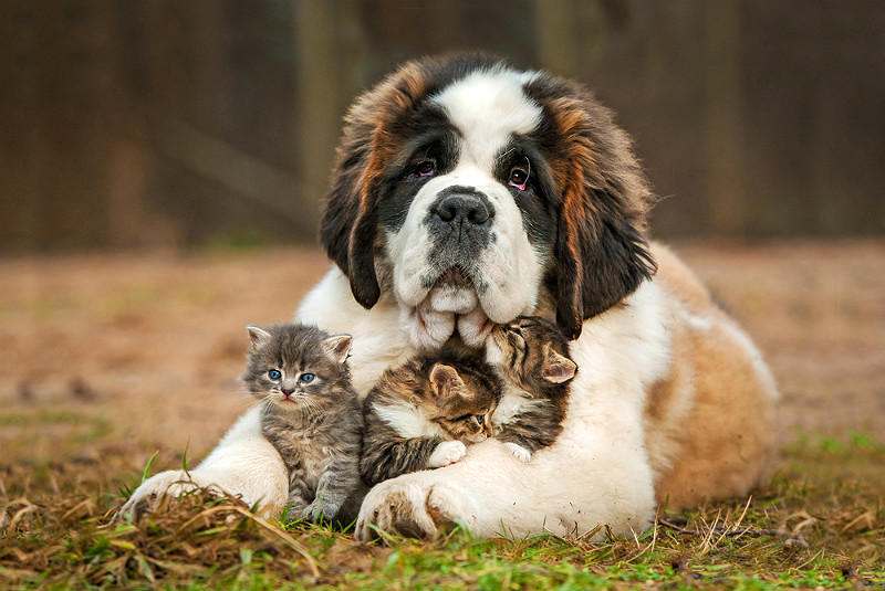 Hundar och katter lever nämligen gärna tillsammans och har sällskap av varandra, bara vi ger dem chansen! Foto: Shutterstock