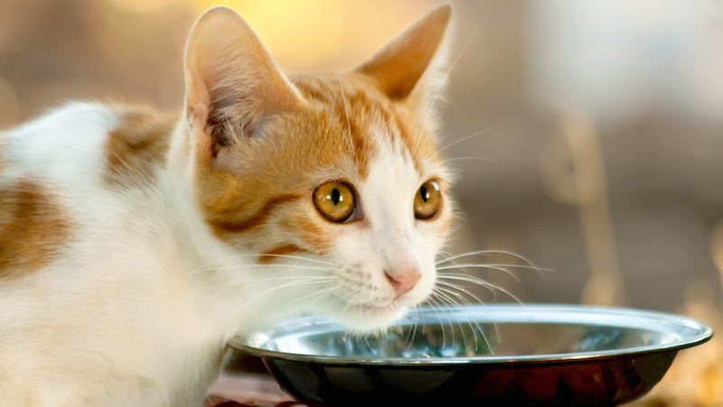 laga egen kattmat laga egen kattmat