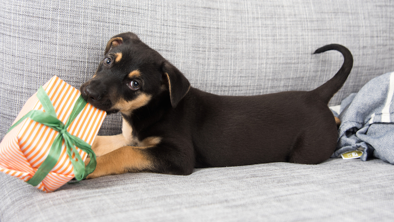 Hund har fått present.