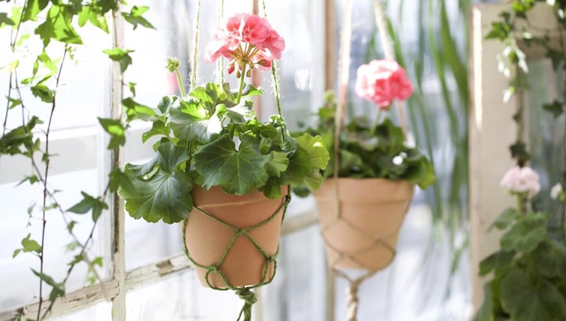 Låt din pelargon sväva. Foto: Blomsterlandet