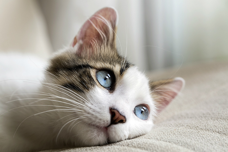 katt olika stora pupiller katt olika stora pupiller