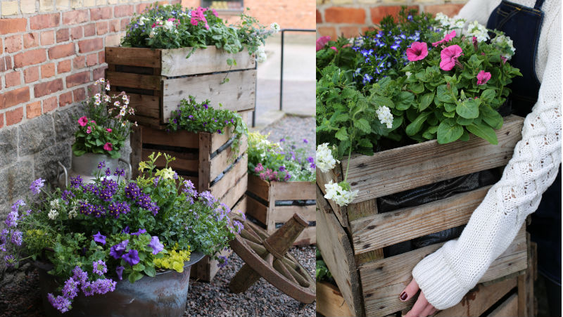 sommarblommor