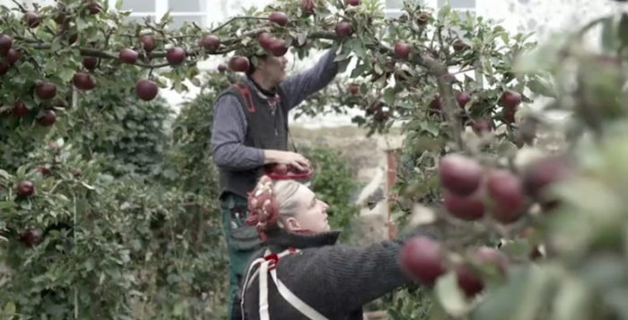 Under programmets gång har tittarna fått vara med då Mandelmanns bland annat skördar äpplen. Bild: TV4
