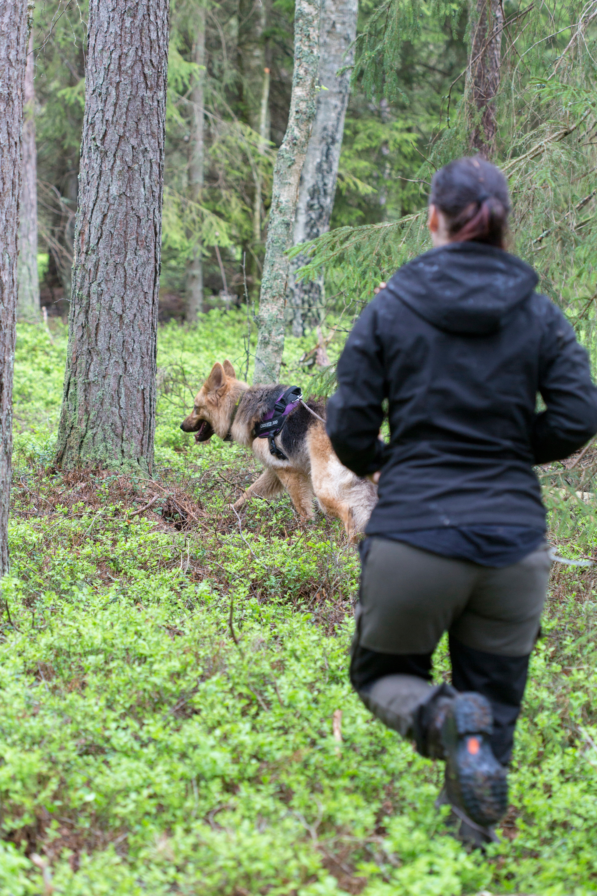 Jessica Bengtssons blandrastik Daisy söker i skogen