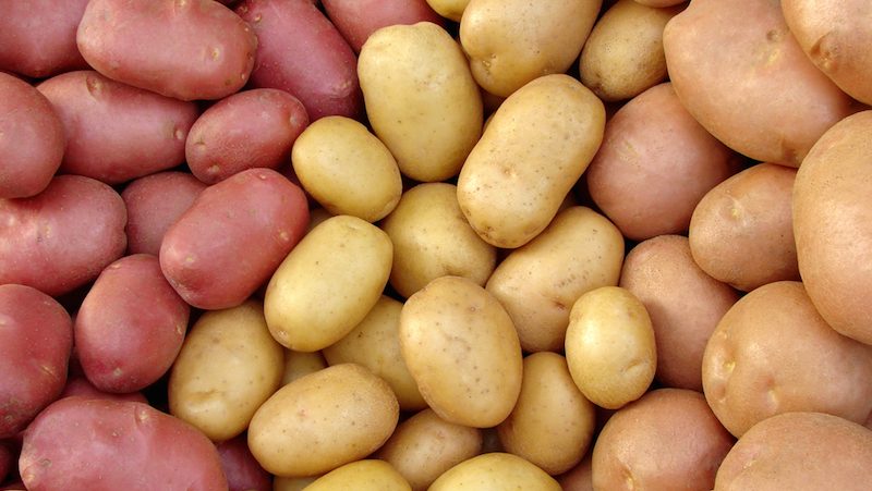 fast eller mjölig potatis till gratäng fast eller mjölig potatis till gratäng