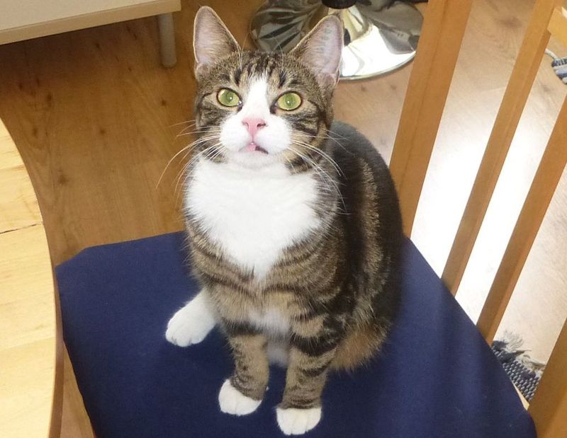 Katt sitter på stol