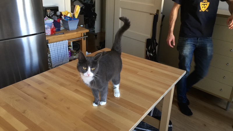 Katt på bordet.
