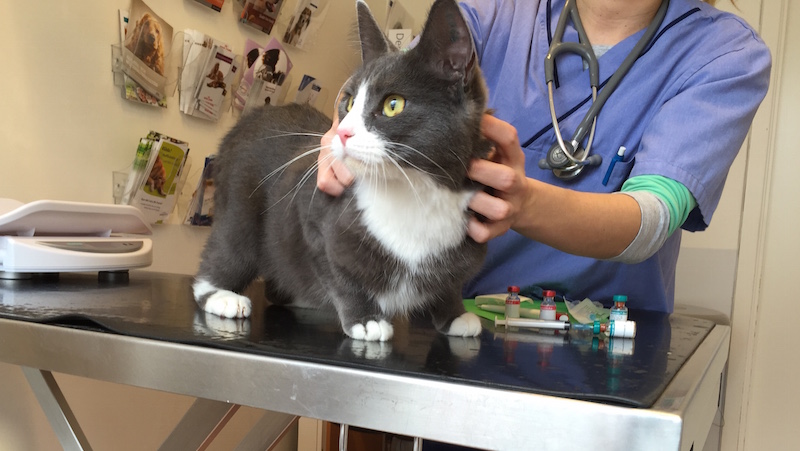 klippa katt hos veterinär klippa katt hos veterinär