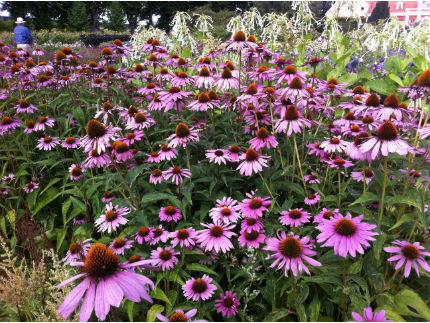 BloggEchinacea